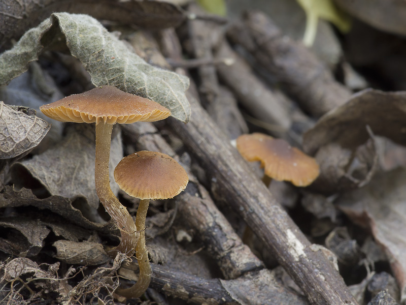 Galerina lacustris